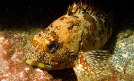 Fikk stillehavsfisk i Oslofjorden