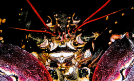 Ny rekord i antall hummerfiskere