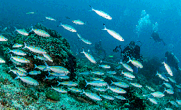 Opphever reiseråd til Madagaskar