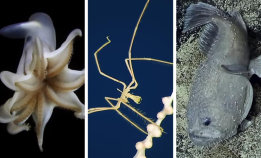 Årets beste funn fra EV Nautilus