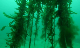 Så resultater på rekordtid