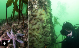 Dykket i Maine-gulfen og så én fisk