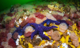 En av verdens kraftigste tidevannsstrømmer