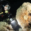 Koraller i kaldt vann: Alien Reefs