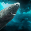 Se gratis: Sharks of the Icy North