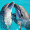 Delfiner er fantastiske dyr