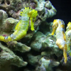 Se dokumentaren «Seahorse Man»