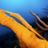 Blinkskudd fra Lembeh Strait