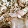 Slik fant han Europas minste fisk
