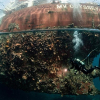 Fant 19 fremmede marine arter
