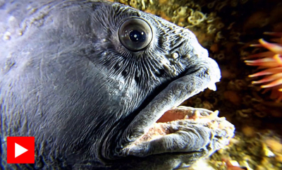 Bli med på et dykk i Saltstraumen