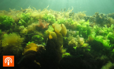 Redder økosystemer i havet