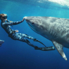 Se «Haihviskeren» på Netflix