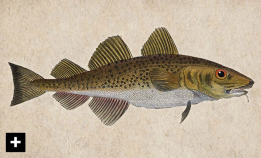 Hvordan er torsken frisk som en fisk?