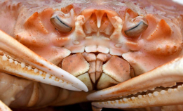 Krabbekrigen er langt fra avgjort