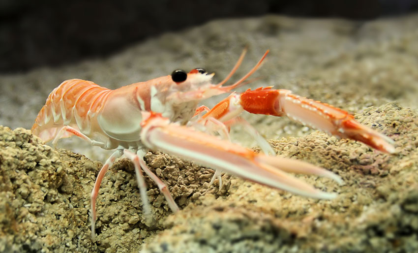 Kan dykkere fange sjøkreps?