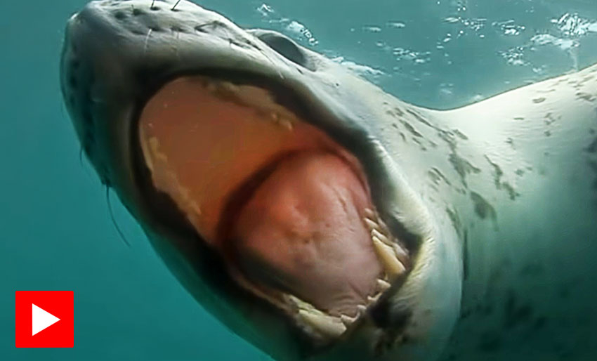 UV-fotograf møter leopardsel