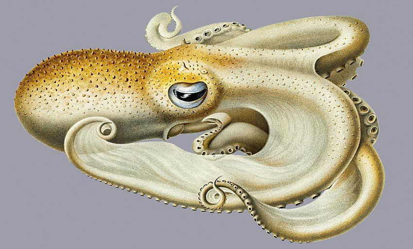 Blekksprut sett med gamle øyne