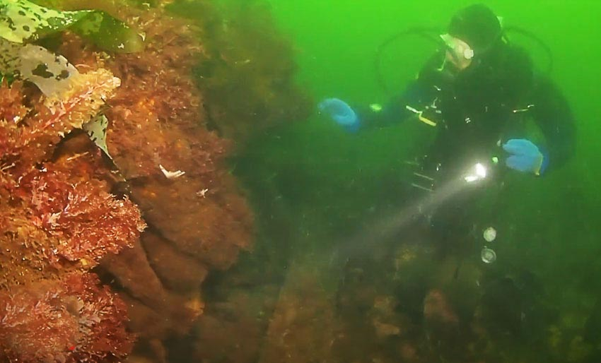 D/S Bussard ved Flekkerøya