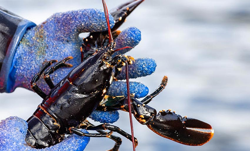 Vil frede hummeren i Tvedestrand