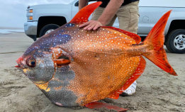 Denne utrolige fisken finnes i Norge