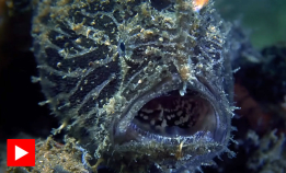 Lurer byttet med fiskestang