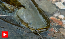 Denne fisken jakter på duer