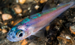 Fiskearter flytter seg nordover