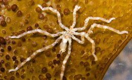 Denne kan dukke opp i 2026