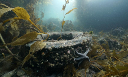 Ocean Conservancy: Deadline i dag