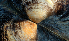 Dette er et av verdens eldste dyr