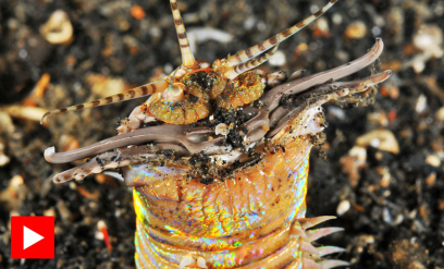 🎃 Denne ormen kan gi deg mareritt