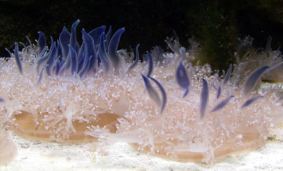 Kun fantasien setter grensene