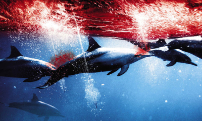 Sjokkerende film om delfinjakt
