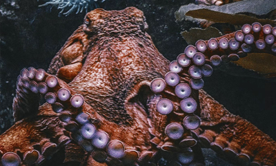 Hvordan sover dyrene i havet?