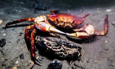 Kjærlighet ved første blikk