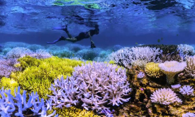 Se «Chasing Coral» gratis her