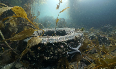 Ocean Conservancy: Deadline i dag