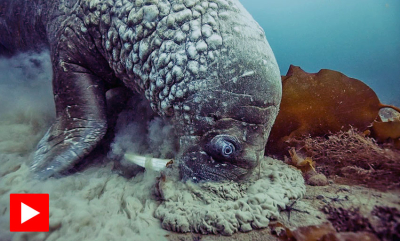 Tett på en hvalross under vann