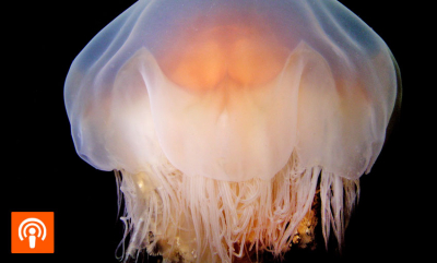 Manetslim som fanger mikroplast