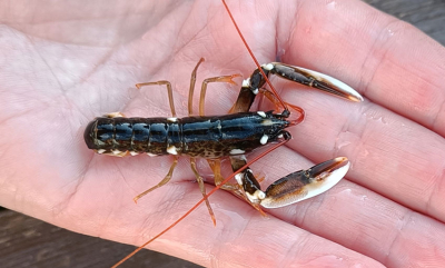På sporet av hummermysteriet