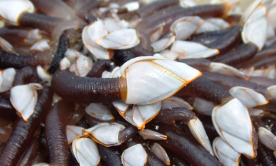 Andeskjell: Et haikende krepsdyr