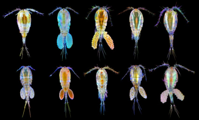 10 ting du ikke visste om plankton