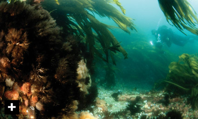 Saltstraumen – vill, vakker og våt