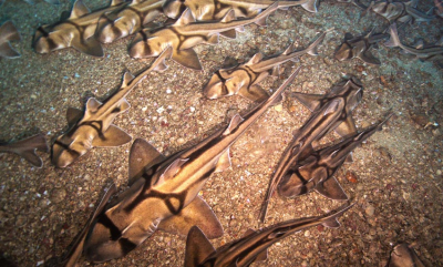 Fant tusenvis av sovende haier