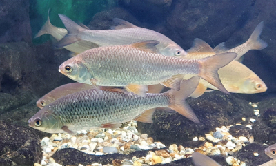Dette gjør fisken mindre redd