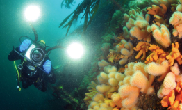 Norway opens up for dive tourism after COVID-19