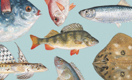 Glad i fisk? Dette er boken for deg