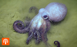 Smarting, snåling og fartsmonster