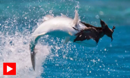 Se jakten: Fisk mot fugl